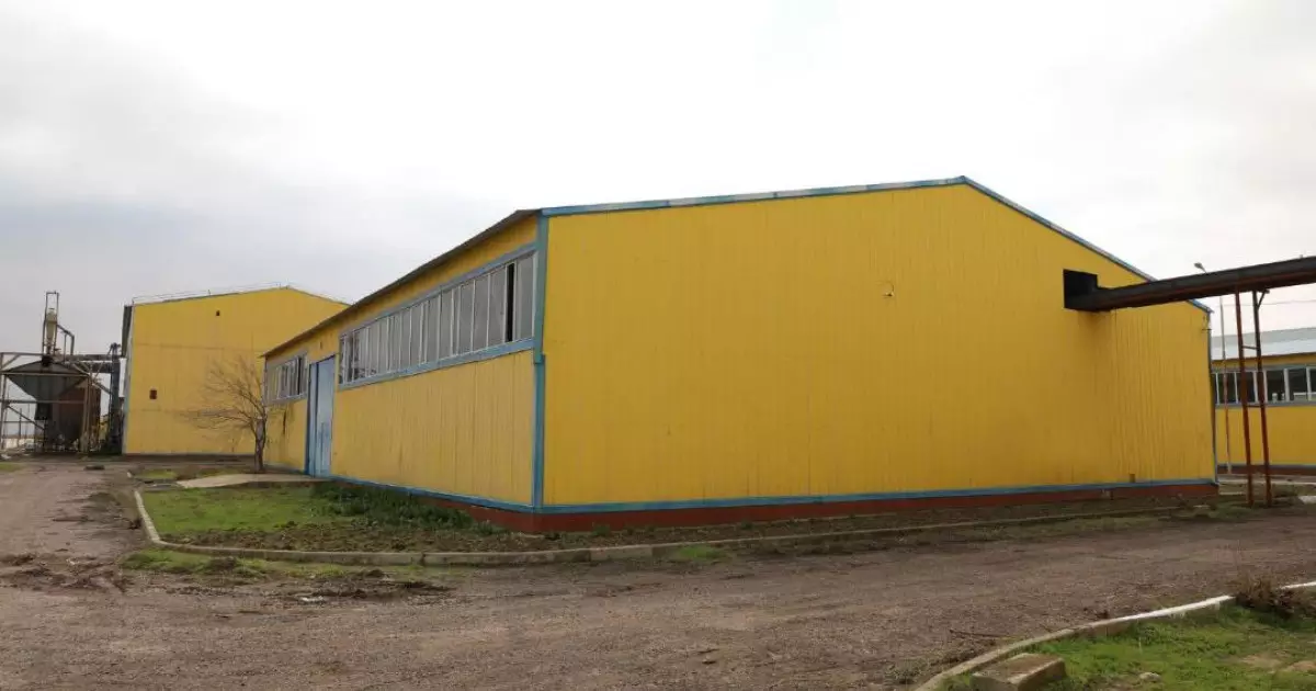  Мақтааралда тәулігіне 100-150 тонна майлы дақыл өңдейтін зауыт іске қосылды 