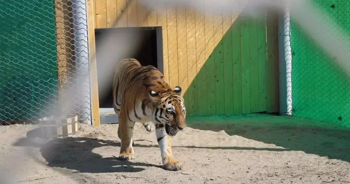  Қазақстанға тағы да бірнеше амур жолбарысы әкелінеді 