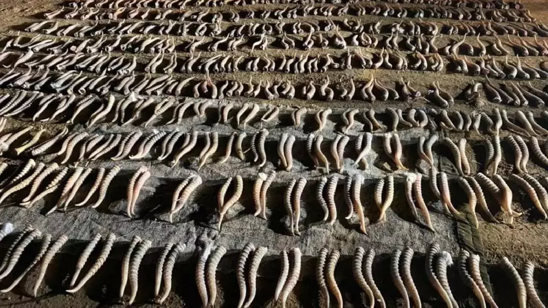 Қазақстан киік мүйіздерін сатып, пайда таппақ