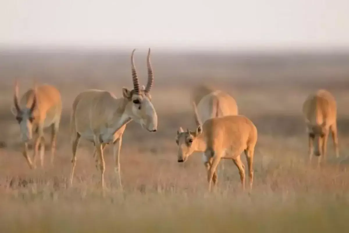 Казахстан выставит на аукцион более 20 тонн рогов сайгаков