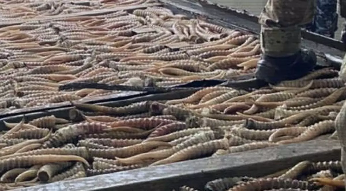 «Не называйте это убийством»: министр высказался о регулировании численности сайгаков