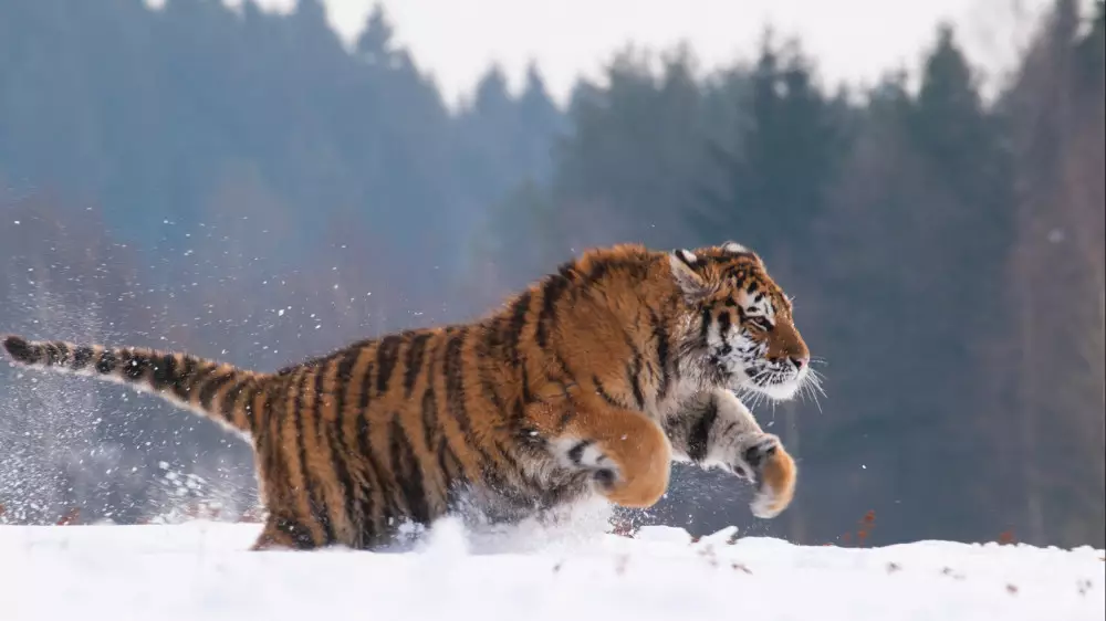 Қазақстанға Нидерландтан жеткізілген Амур жолбарыстары төлдейді
