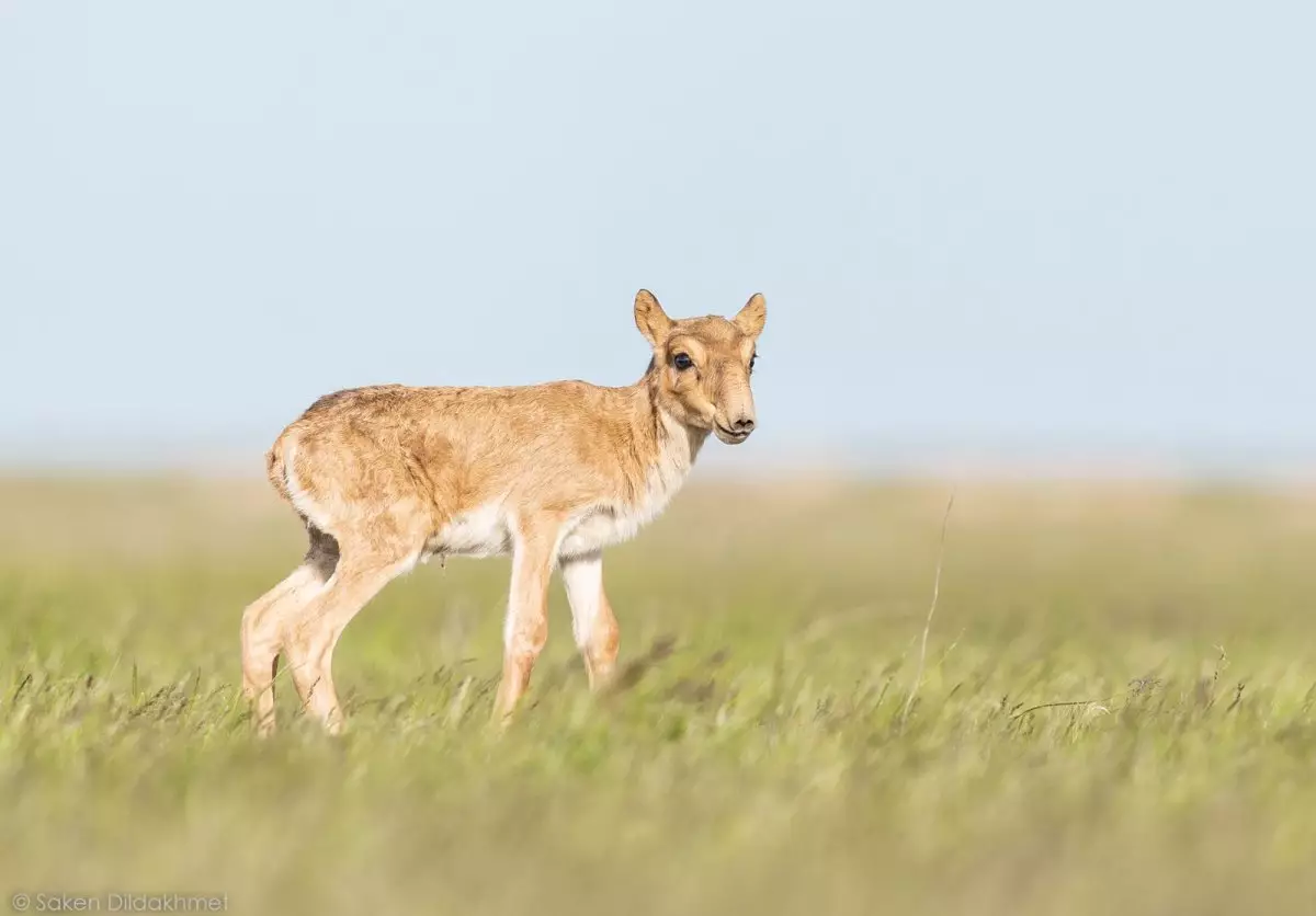 Киік мүйізі сатылымға шығарылмақ: түскен қаржы қайда жұмсалады