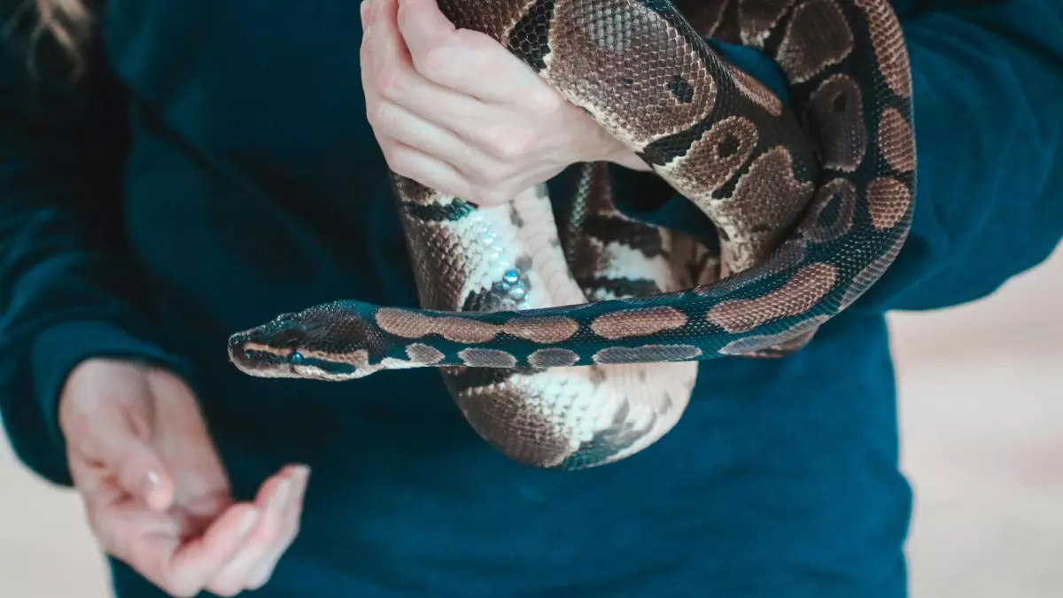 Пәтерінде алып питон ұстаған атыраулық әйел жауапқа тартылды