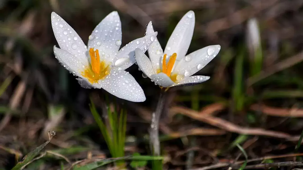 Бәйшешек пен қызғалдақ жұлғандар заң алдында жауап береді  –  Ерлан Нысанбаев