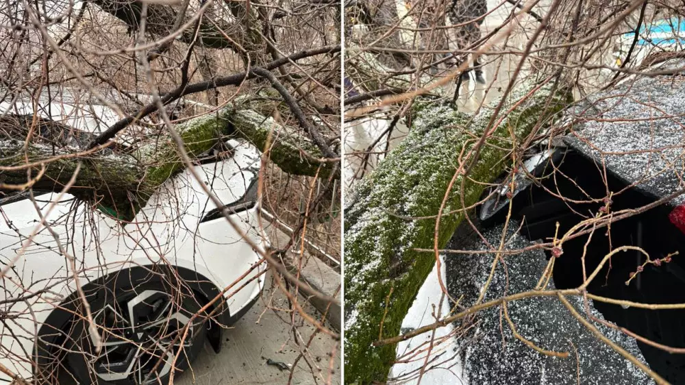 Дерево упало на автомобиль алматинки: как добиться компенсации