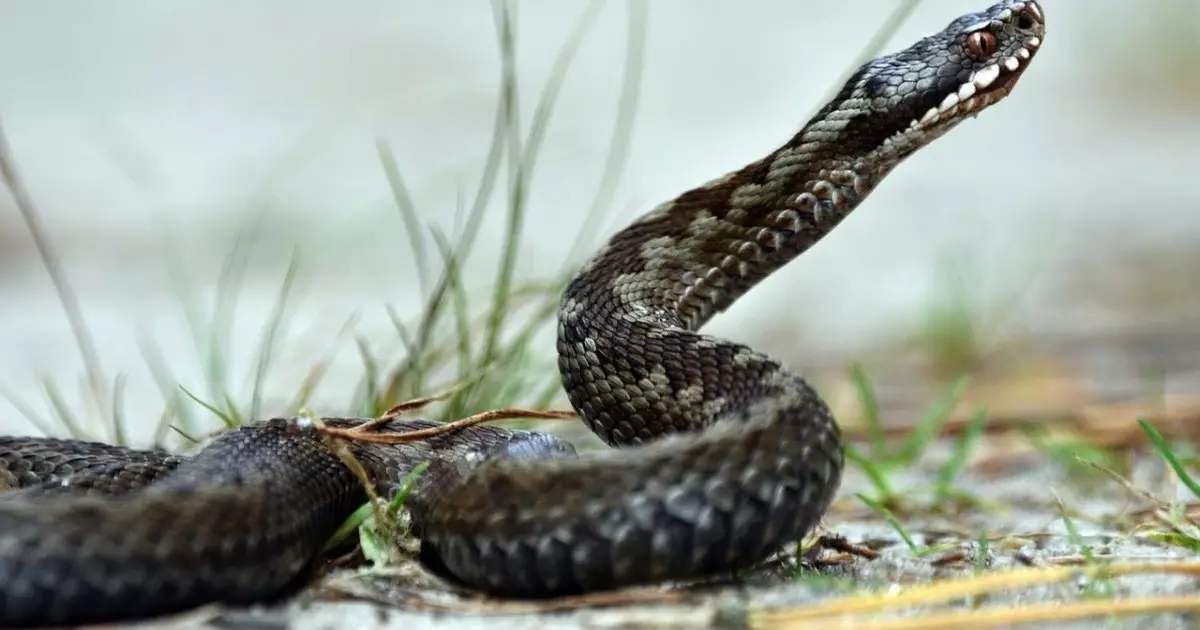  Үндістанда ер адам 56 мың теңге үшін кобрамен бәстесіп, қаза тапты 