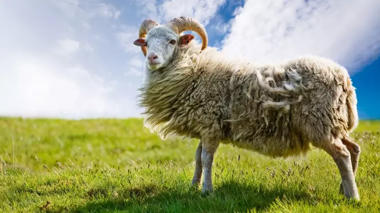 Новый завод по переработке шерсти могут построить за $10 млн