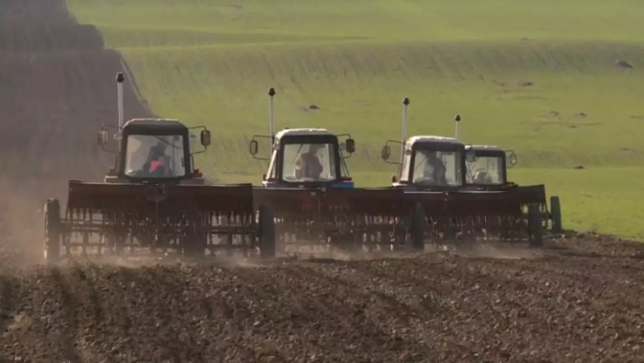 Посевные площади сократили на 2 тысячи гектаров в Шымкенте