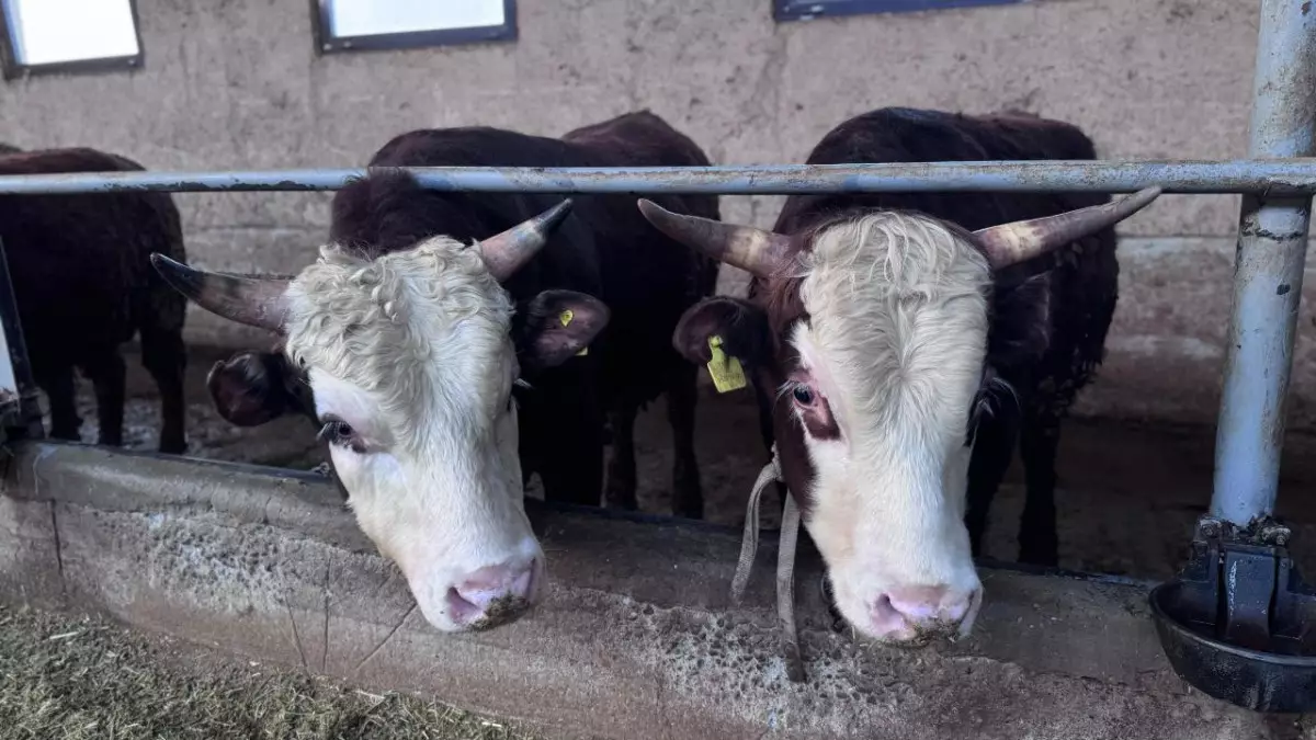 МВД вернуло хозяевам 500 голов украденного скота