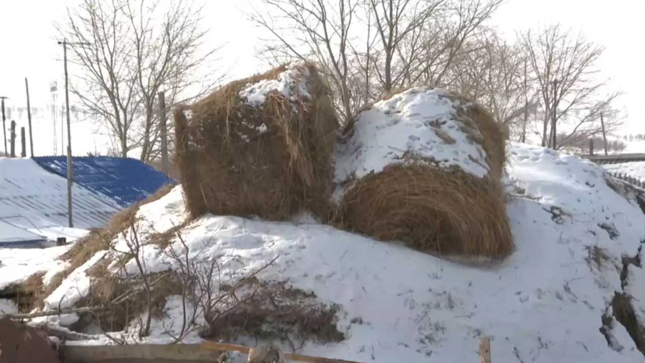 Ақмола облысында 178 шаруаның құқығы қорғалды