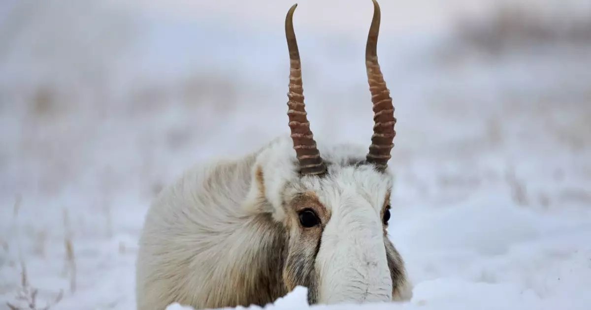  Ақтөбе облысында браконьерлердің көлігінен 14 ақбөкеннің еті табылды 