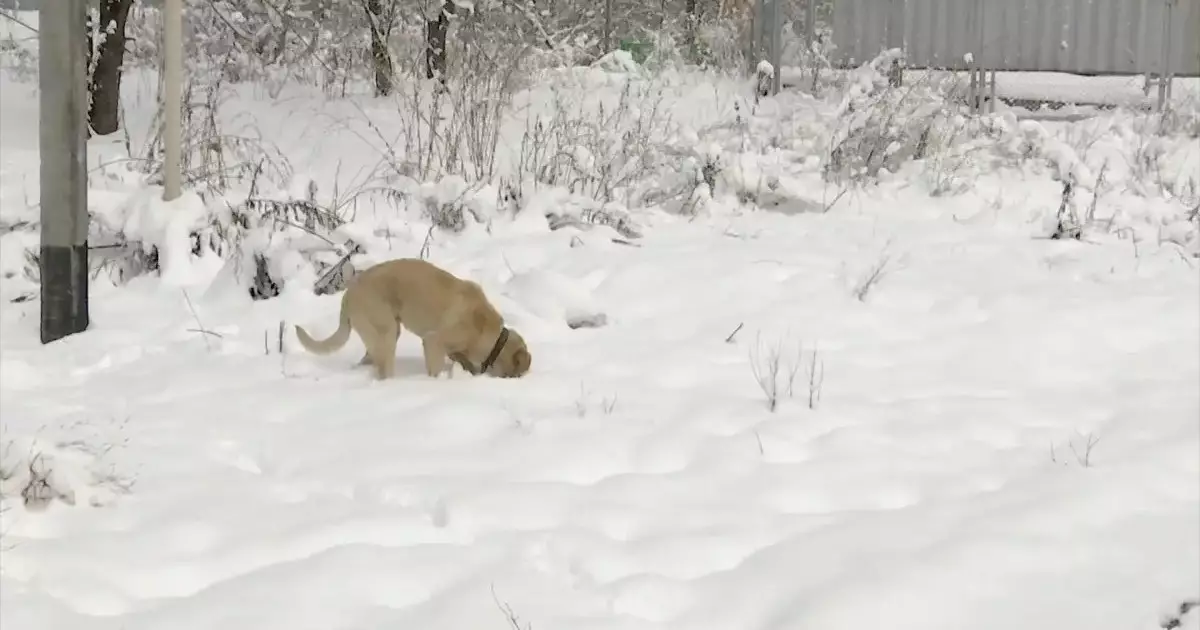  Алматыда терісі сыпырылған ит өлекселері табылды 
