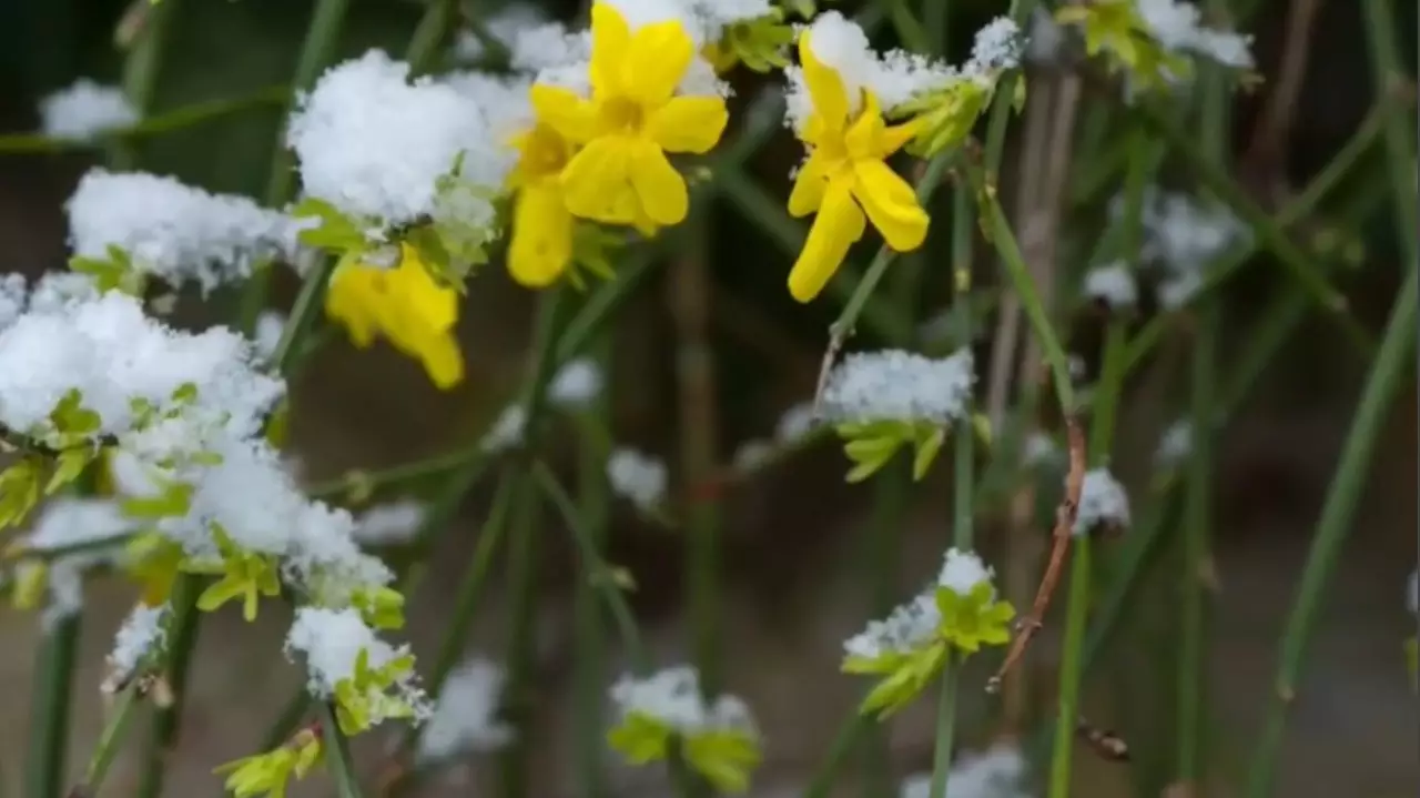 Суықтан өсімдіктер ерте гүлдеп жатыр