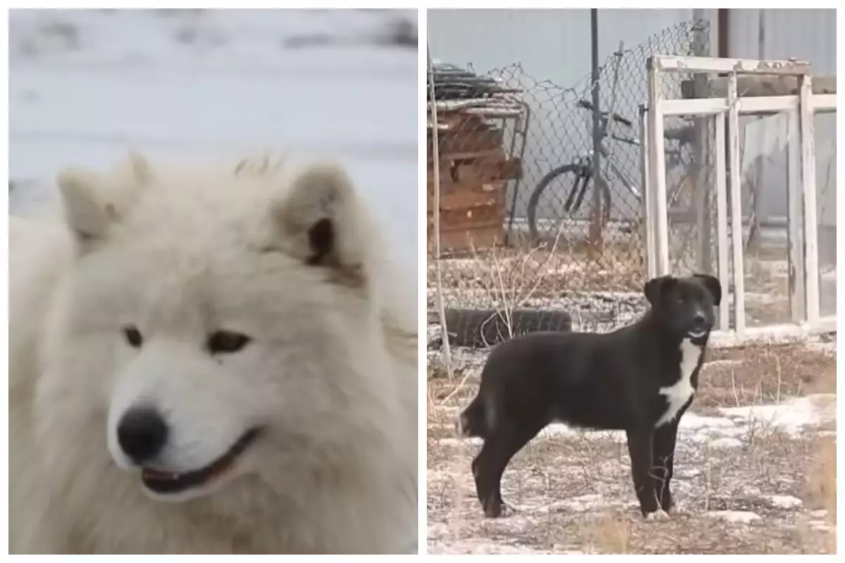 Ақтөбеде мектеп оқушысын қаңғыбас иттер талап тастады