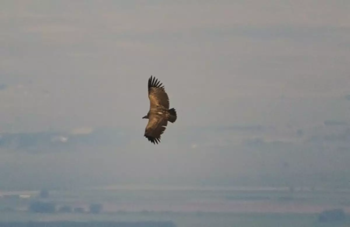 «Был первым в истории»: В Индии погиб редкий черный гриф из Казахстана