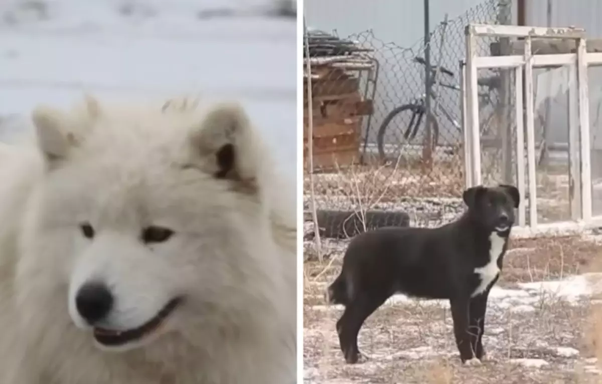 Ақтөбеде мектеп оқушысын бірнеше ит талап тастаған