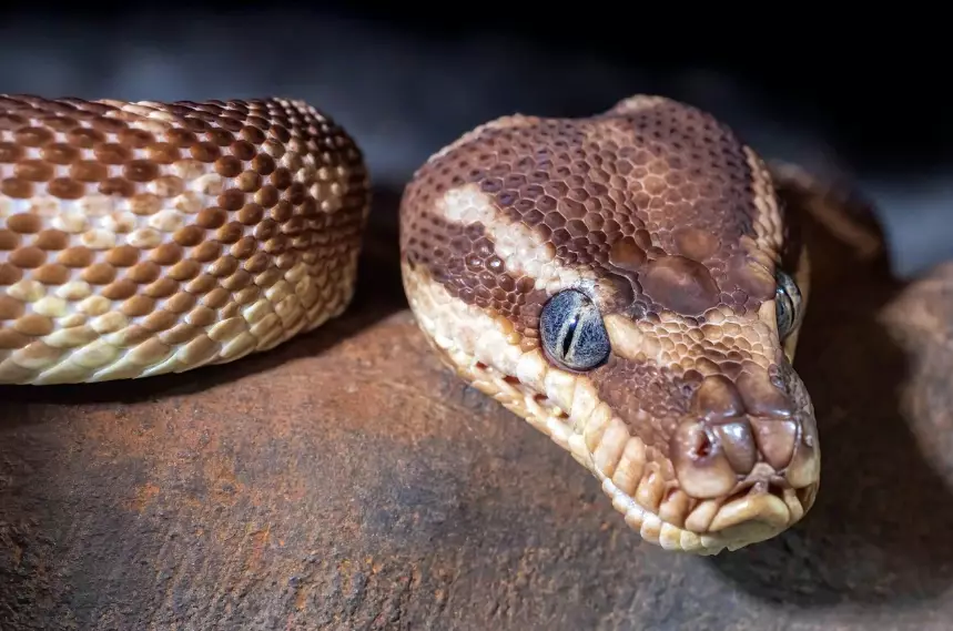 Атырау тұрғыны үйінде питон ұстаған