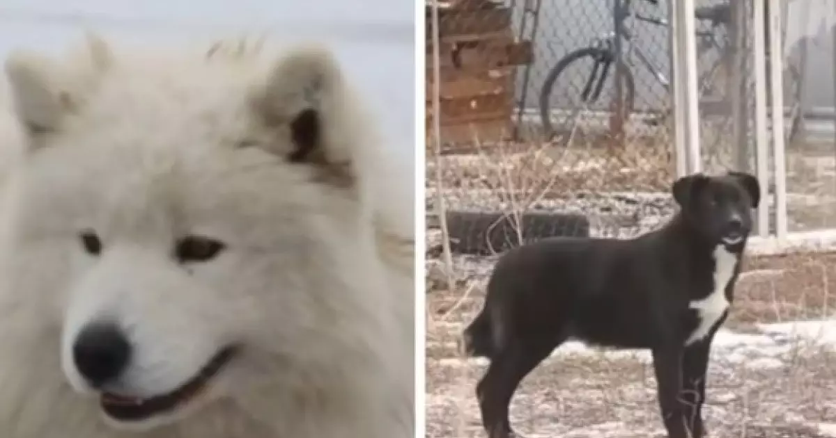  Ақтөбеде оқушыны қараусыз иттер талап тастады 