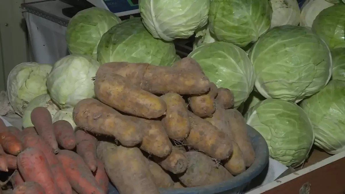 Былтыр ауыл шаруашылығы саласында 250 өндіріс ашылды