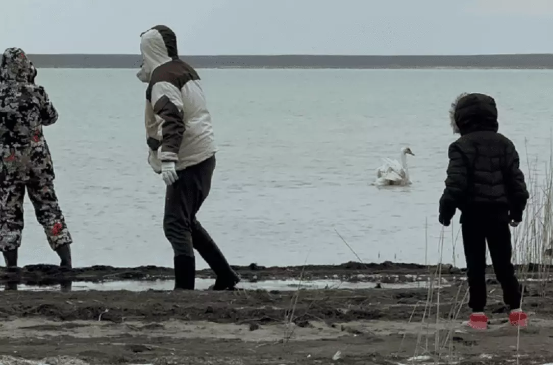 В Мангистау после двух операций вернули в дикую природу раненого лебедя