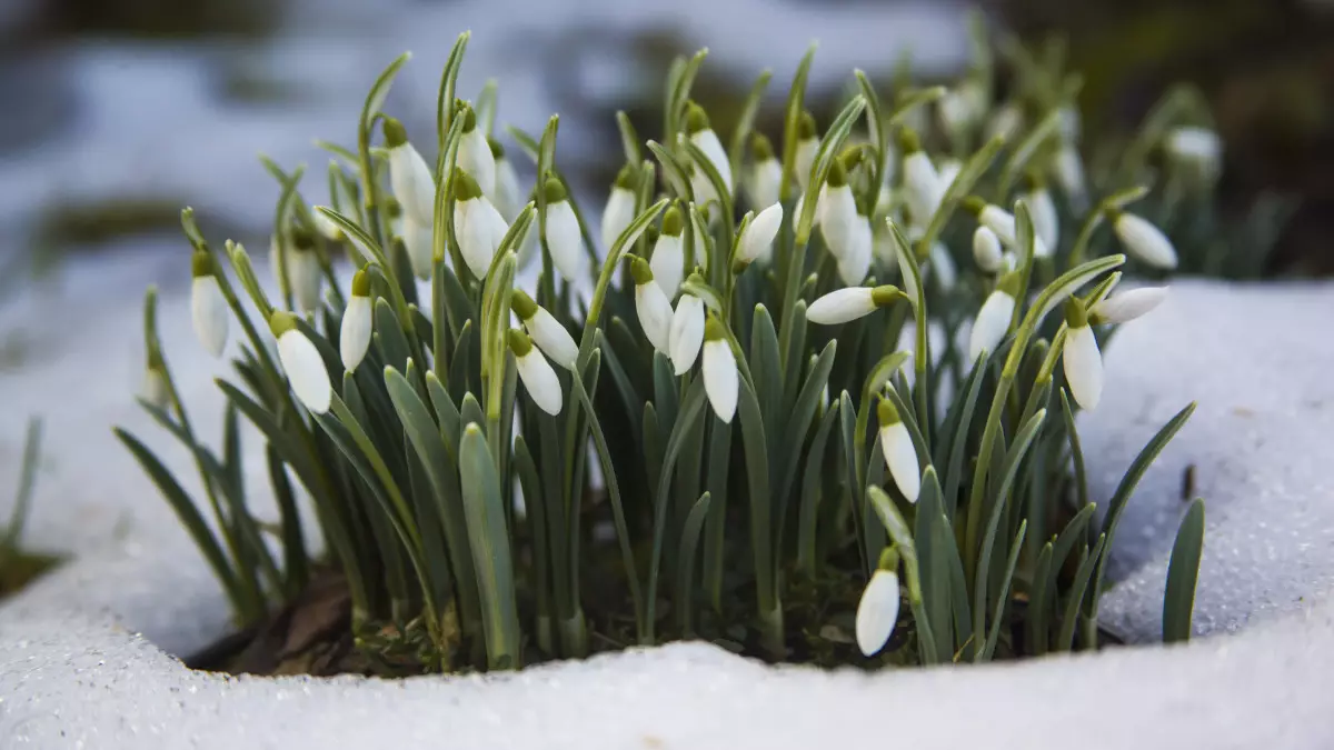 Қазақстанға көктемгі жылу қашан келеді – синоптиктер нақты күндерді атады