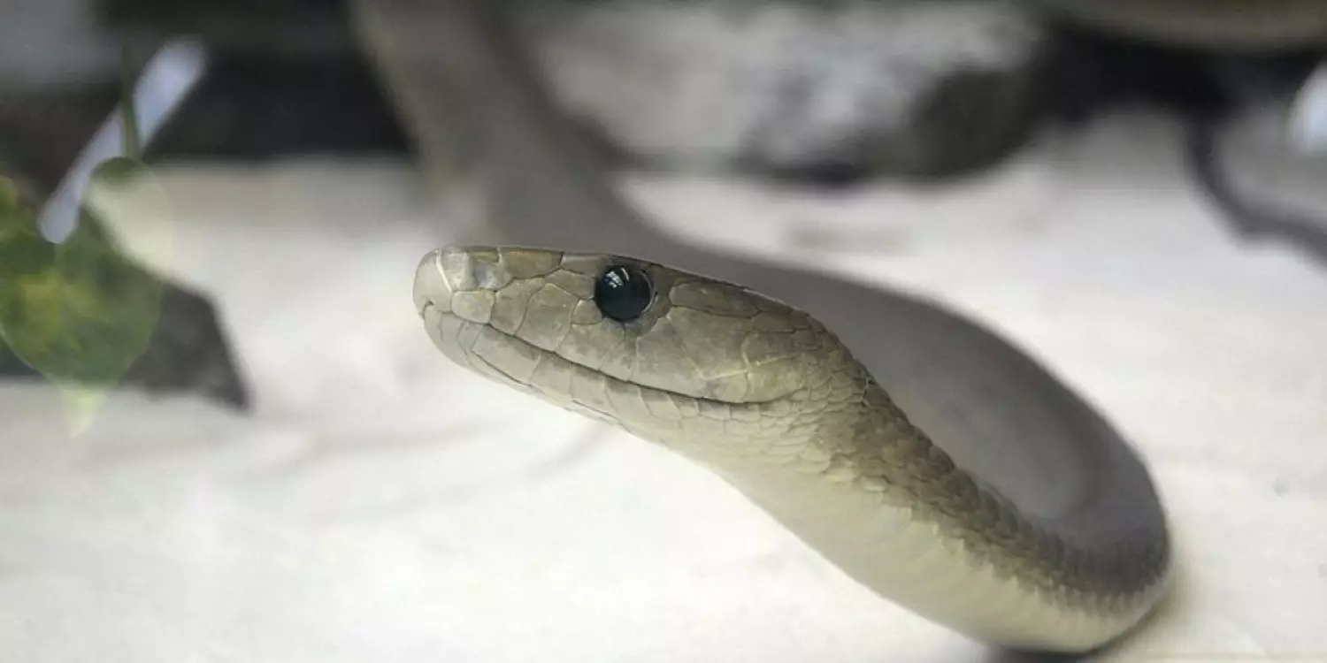 Үйде адамдар болған: Батыс Қазақстанда еден астынан 16 жылан шықты