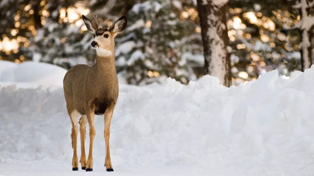 Какой будет погода 13, 14, 15 марта в Астане и Алматы
