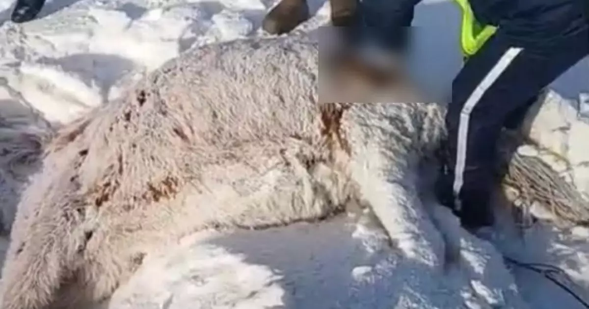   Ақмола облысында пойыз теміржолға шыққан бір үйір жылқыны қағып кетті   