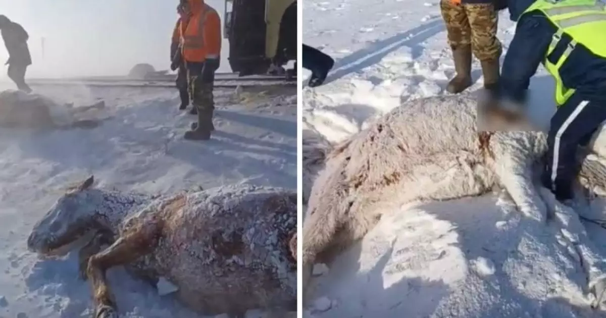  Ақмола облысында пойыз бір үйір жылқыны қағып кетті 