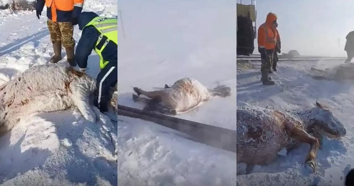  Ақмола облысында пойыз 11 жылқыны қағып кетті 