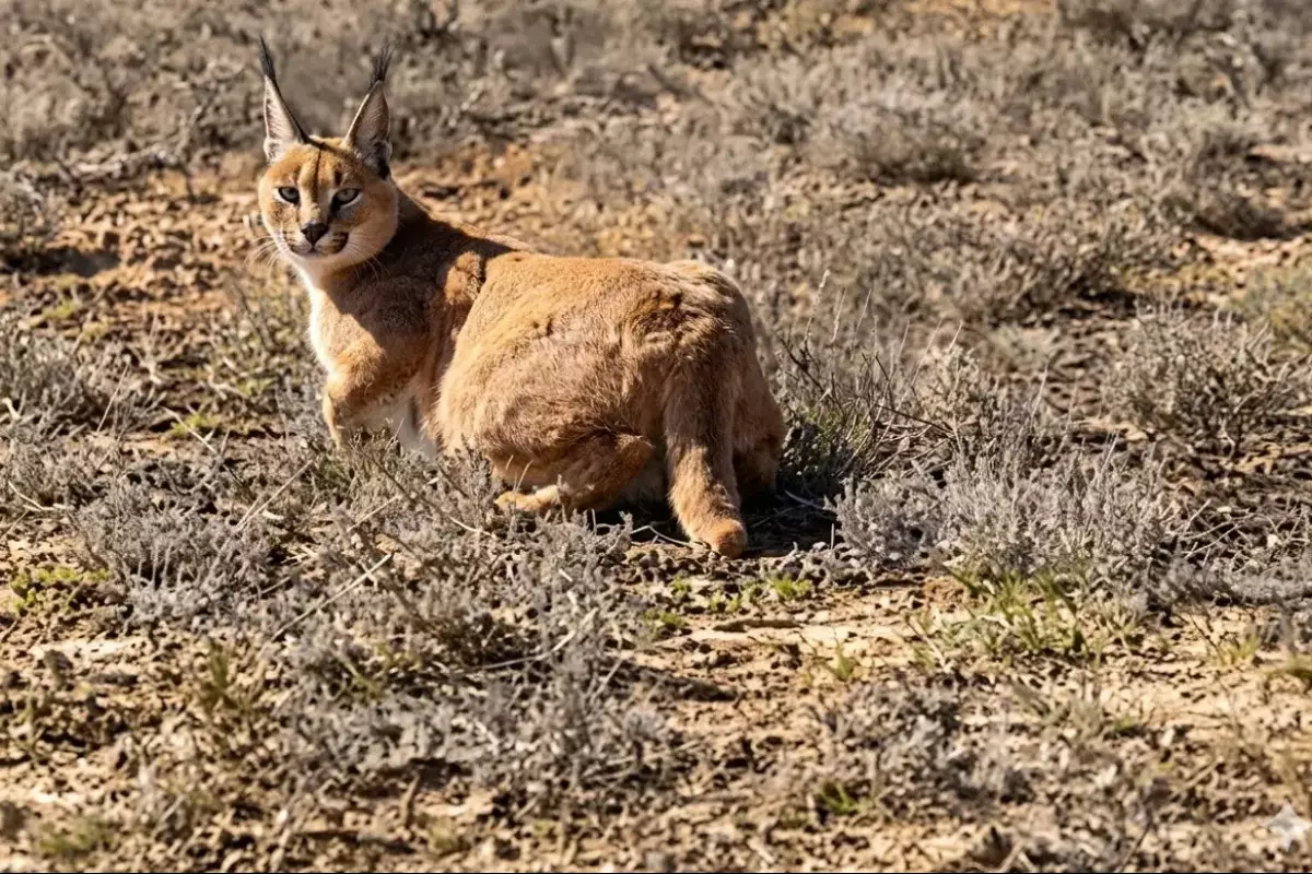 Всего 300 особей в мире: в степях Мангистау встретили уникального хищника