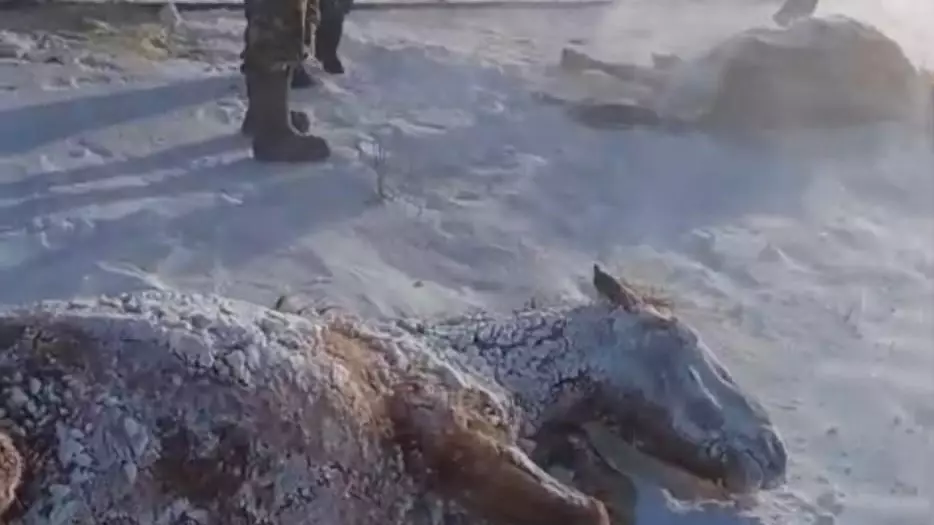 Ақмолада пойыз табын жылқыны қағып кетті: 11 мал қырылды