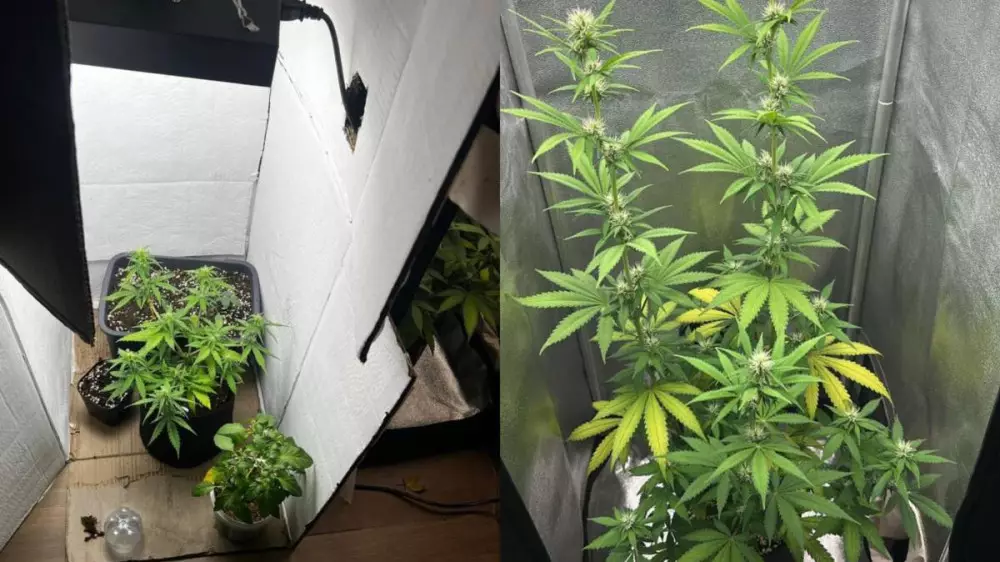 Выращивала не только цветы: нарколабораторию обнаружили дома у 20-летней казахстанки