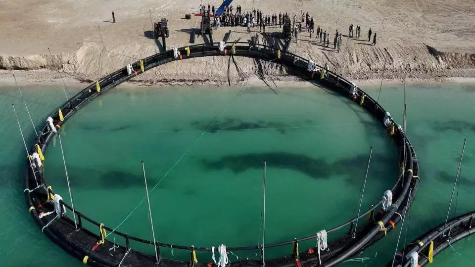 Казахстан инвестирует в рыбные корма и переработку рыбы