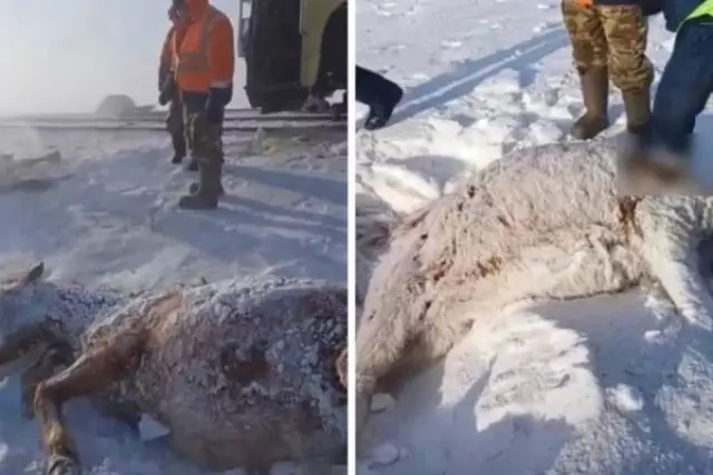 Ақмола облысында бір үйір жылқыны пойыз қағып кетті