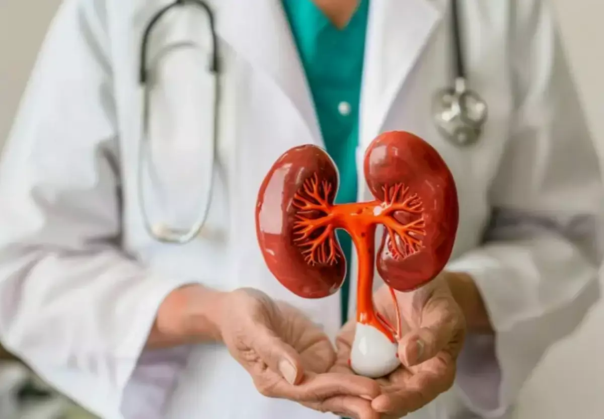 Назван возраст, после которого почки теряют свою функцию - новости на Lada.kz 12.03.2026