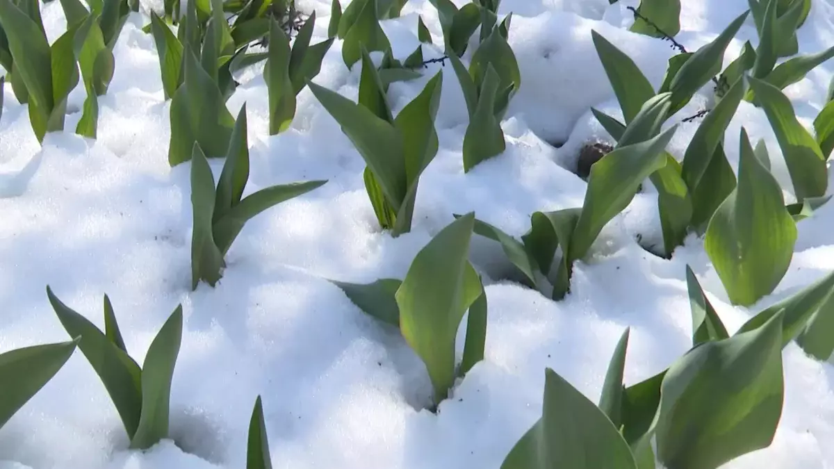 Өсімдіктерді қар басып қалды: Биыл «қызғалдақтар астанасы» рекордтық көрсеткішті жаңарта ала ма