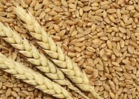 Казахстан вышел на второе место по экспорту твердой пшеницы в ЕС.