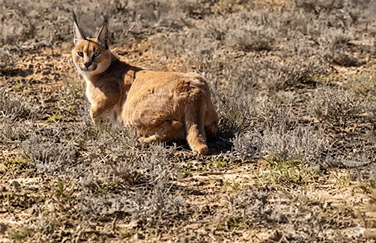 Охотившийся в степи каракал попал на видео в Мангистау - новости на Lada.kz 12.03.2026