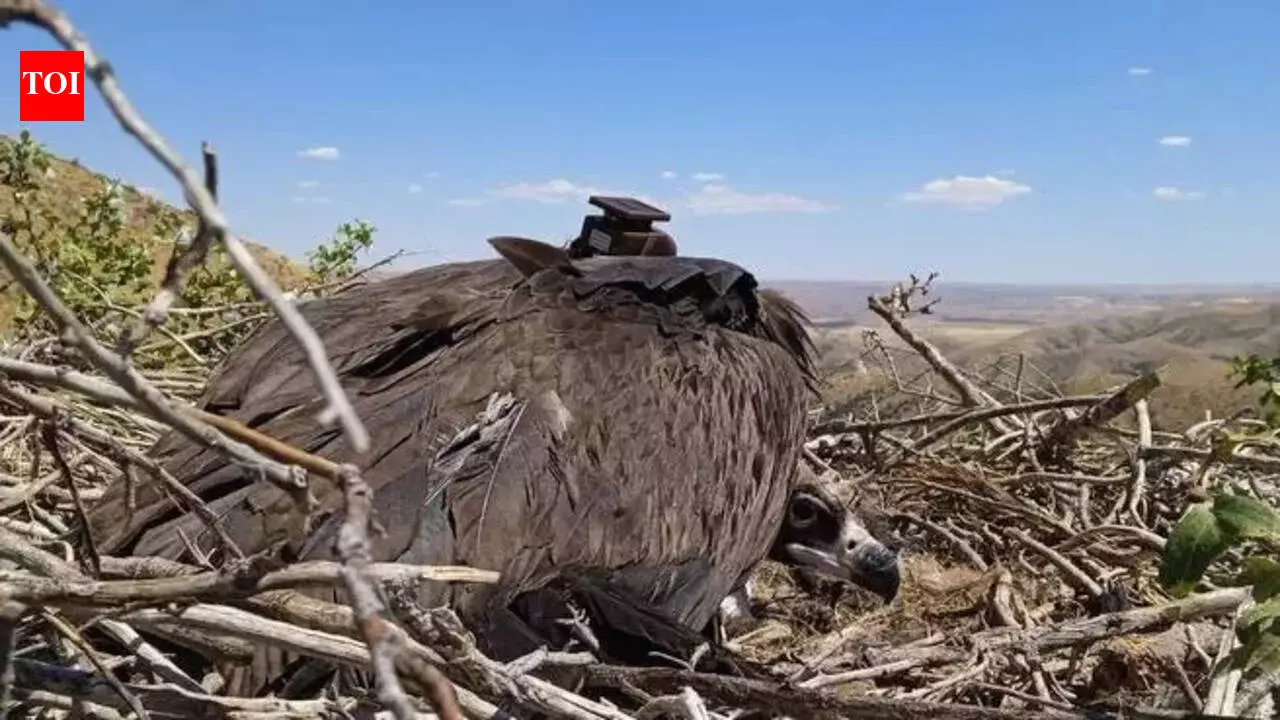 Погибший в Джодхпуре черный гриф из Казахстана