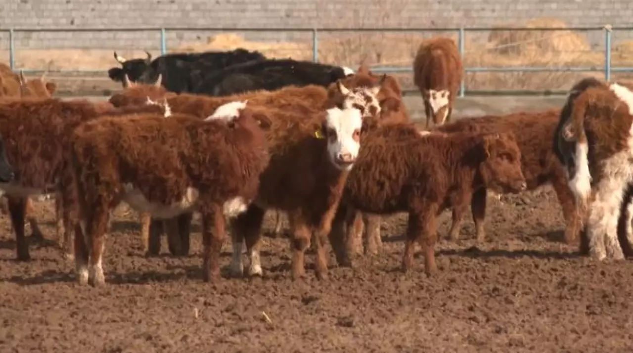 Льготные кредиты для фермеров внедряют в Кызылординской области