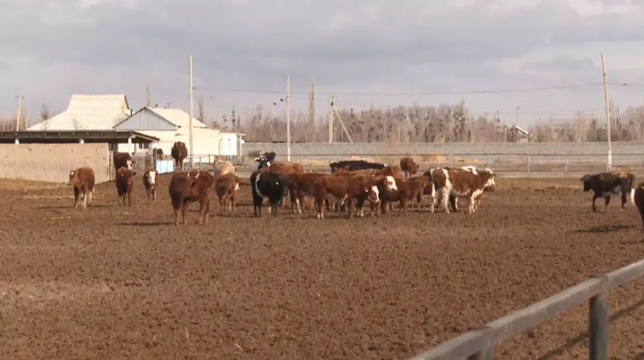 Мал шаруашылығына жеңілдетілген несие беріледі