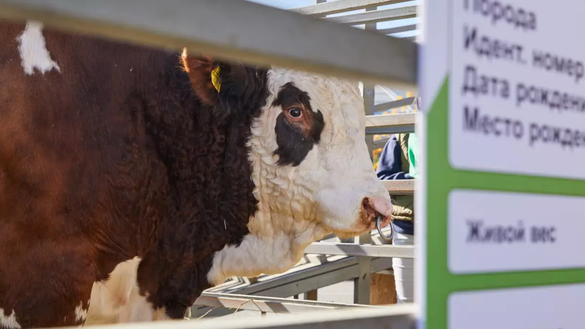 Фермерлерге мүмкіндік: Мал сатып алуға 525 мың теңге субсидия беріледі