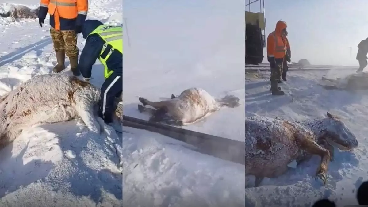 Ақмола облысында пойыз 11 жылқыны қағып кетті