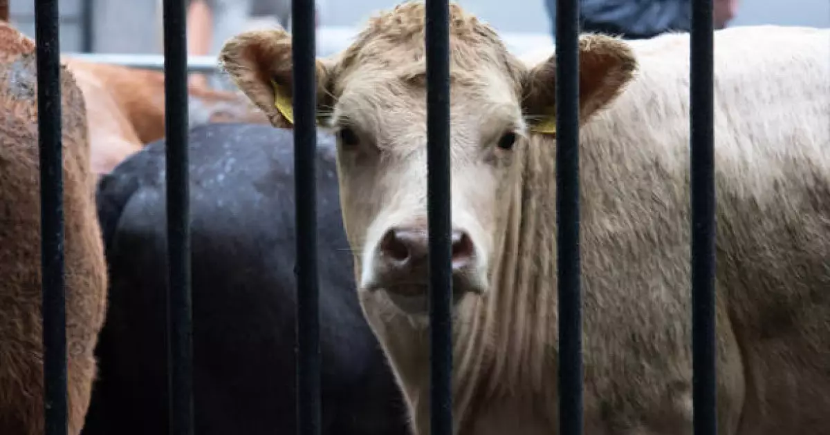  Түркістанда кәсіпкер келіншек 20 млн теңге заңсыз субсидия алған 