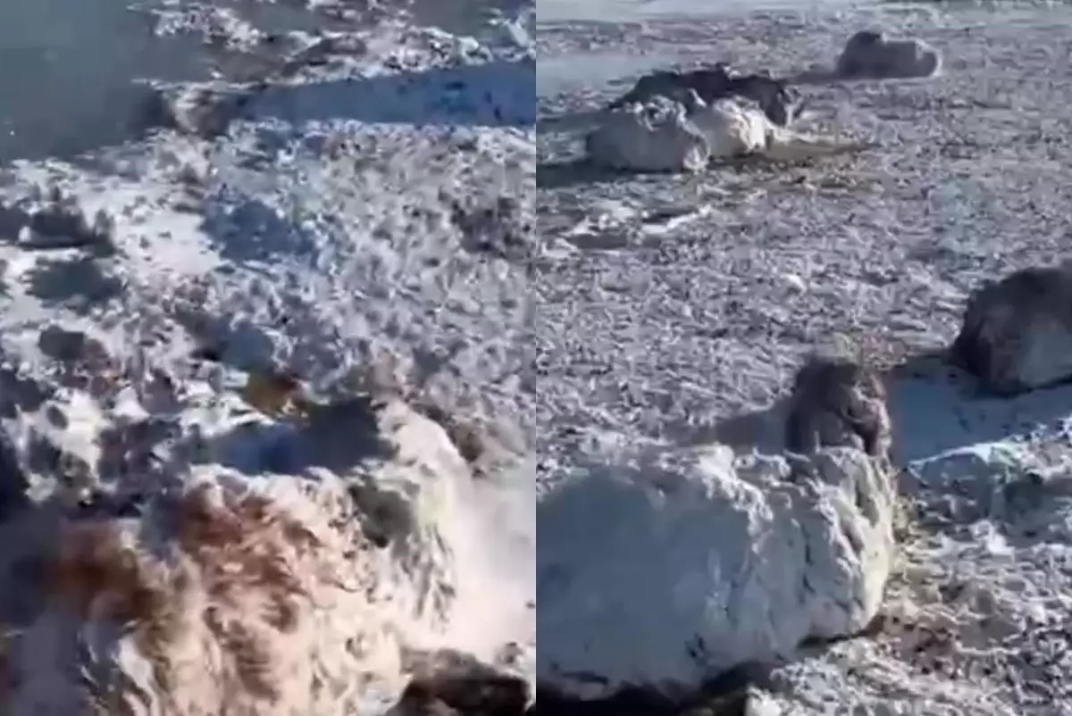 Павлодарда қырылған мал: Баянауылда ондаған қой далада қатып өлді