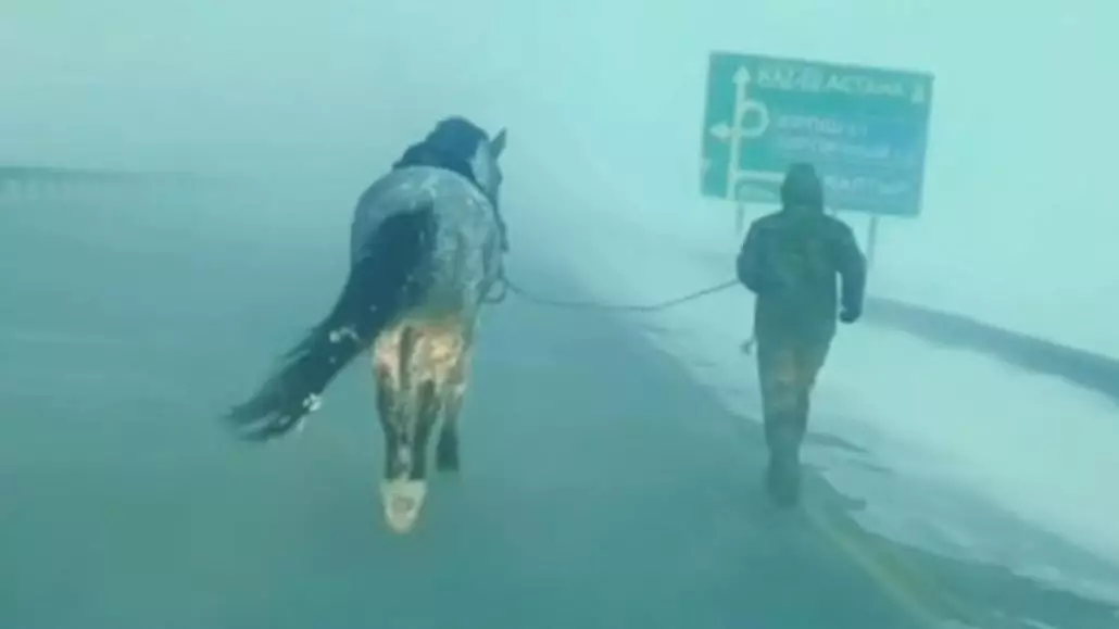 Боранда жылқыны құтқару үшін үш шақырым жүгіріп өткен құтқарушының әрекеті елді сүйсінтті