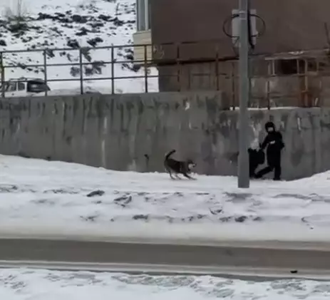 Өскеменде қаңғыбас иттер балаларға шапты — әкімдік қайғылы жағдай болғанын күтіп отыр ма?