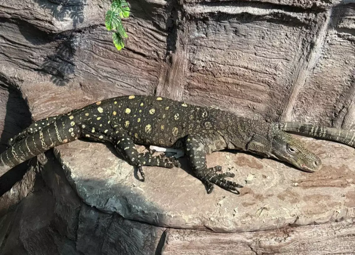 Алматы хайуанаттар бағына Жаңа Гвинеядан алып кесірткелер әкелінді
